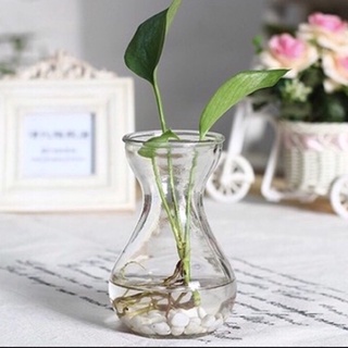 Lọ thuỷ tinh trồng hoa tiên ông , cắm hoa . Lọ thuỷ tinh miệng leo , cổ thắt , decor trang trí phòng