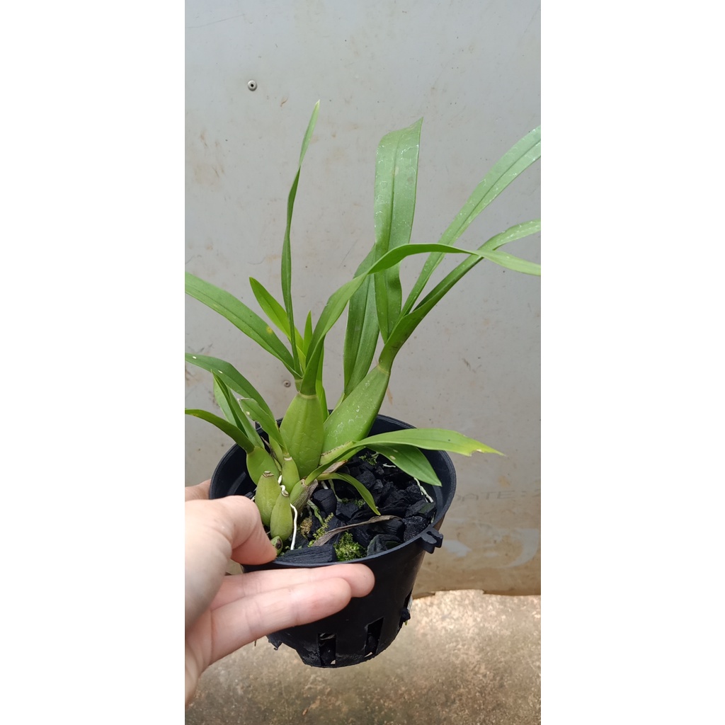 Vũ nữ NHỆN TÍM