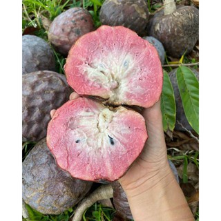Giống Lê Na