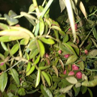 Cành chiết đẹp mới cắt