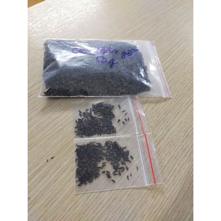 DEAL 1K-50 HẠT CÚC THÂN GỖ(CÚC TRƯỜNG SINH)