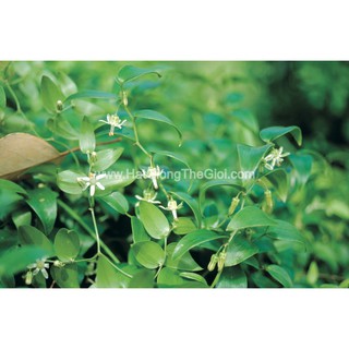 50h Hạt Giống Cây Tùng Dây Nguyệt Quế (| -KD: C28*X59*M236)