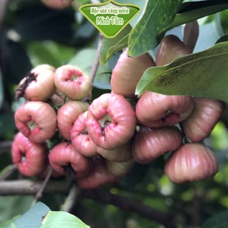 Mận đá mận hồng đào [CHỈ GIAO TPHCM]