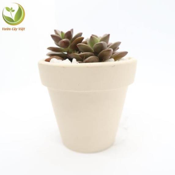 Khăn lau Chậu trồng cây sen đá LAFAGARDEN kích thước 105x80mm chậu nhựa trồng cây sen đá chuyên nghiệp