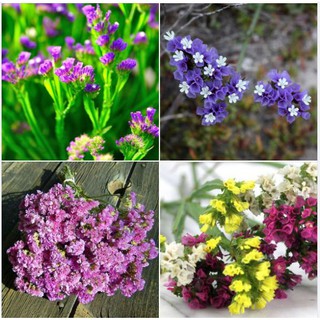 Hạt Giống Hoa Salem Nhiều Màu - 100 Hạt