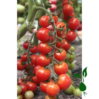 [Giống Sai Trái, Chịu Nhiệt] Hạt Giống Cà Chua Cherry Đỏ Lai F1