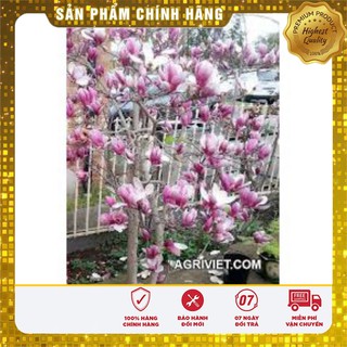 HẠT GIỐNG HOA MỘC LAN LUCKY SEEDS (3 hạt  )