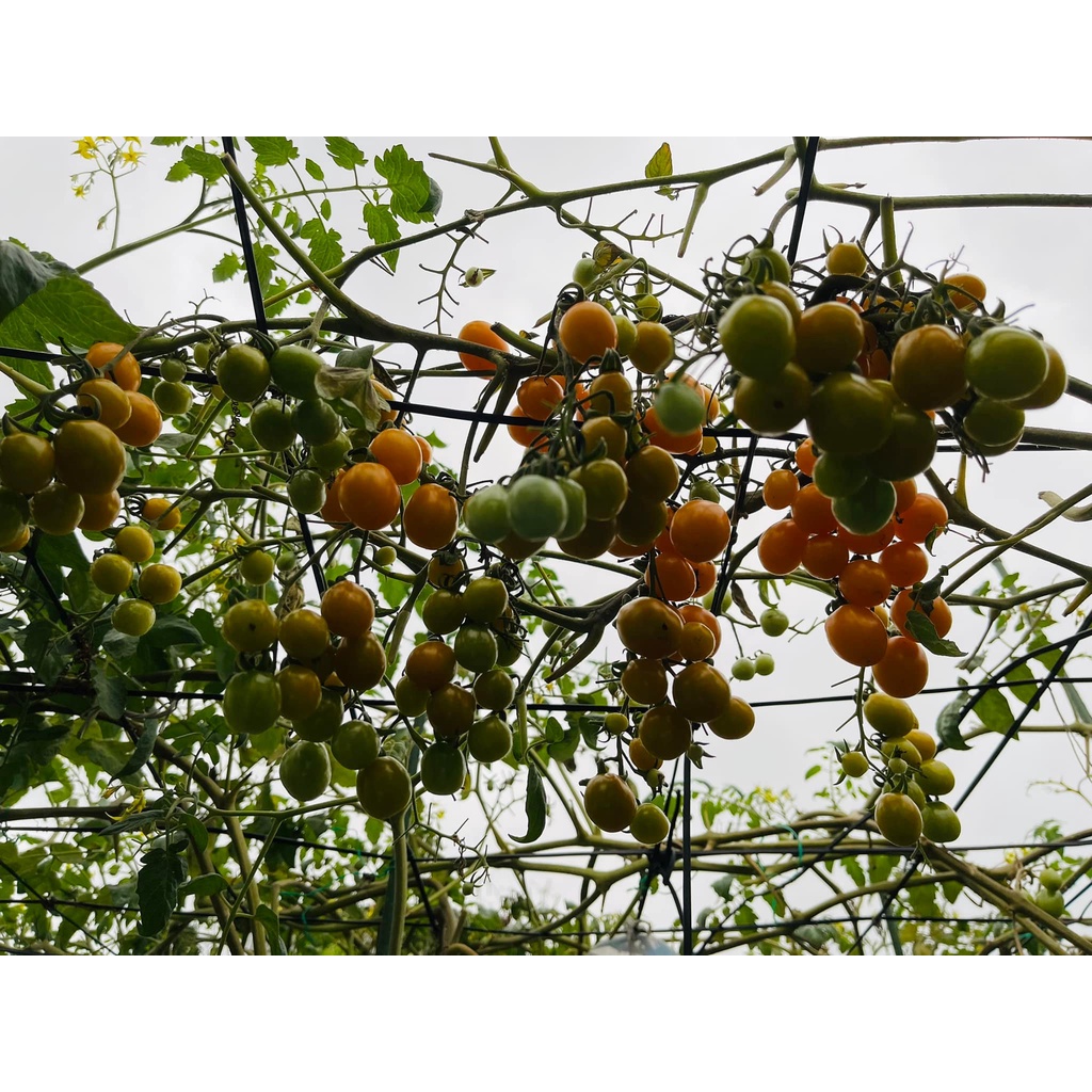 Cherry vàng là tên cà chua với tỉ lệ nảy mầm 100% cùng gói 34, 68 hoặc 102 hạt