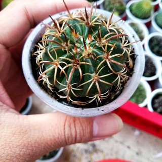 Xương rồng melo