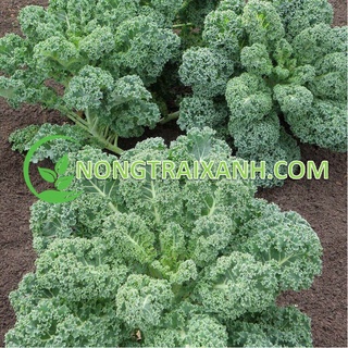 5gr - hạt giống cải xoăn xanh/ cải xoăn kale