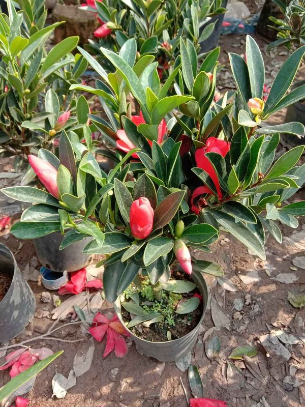 Cây trà tứ quý