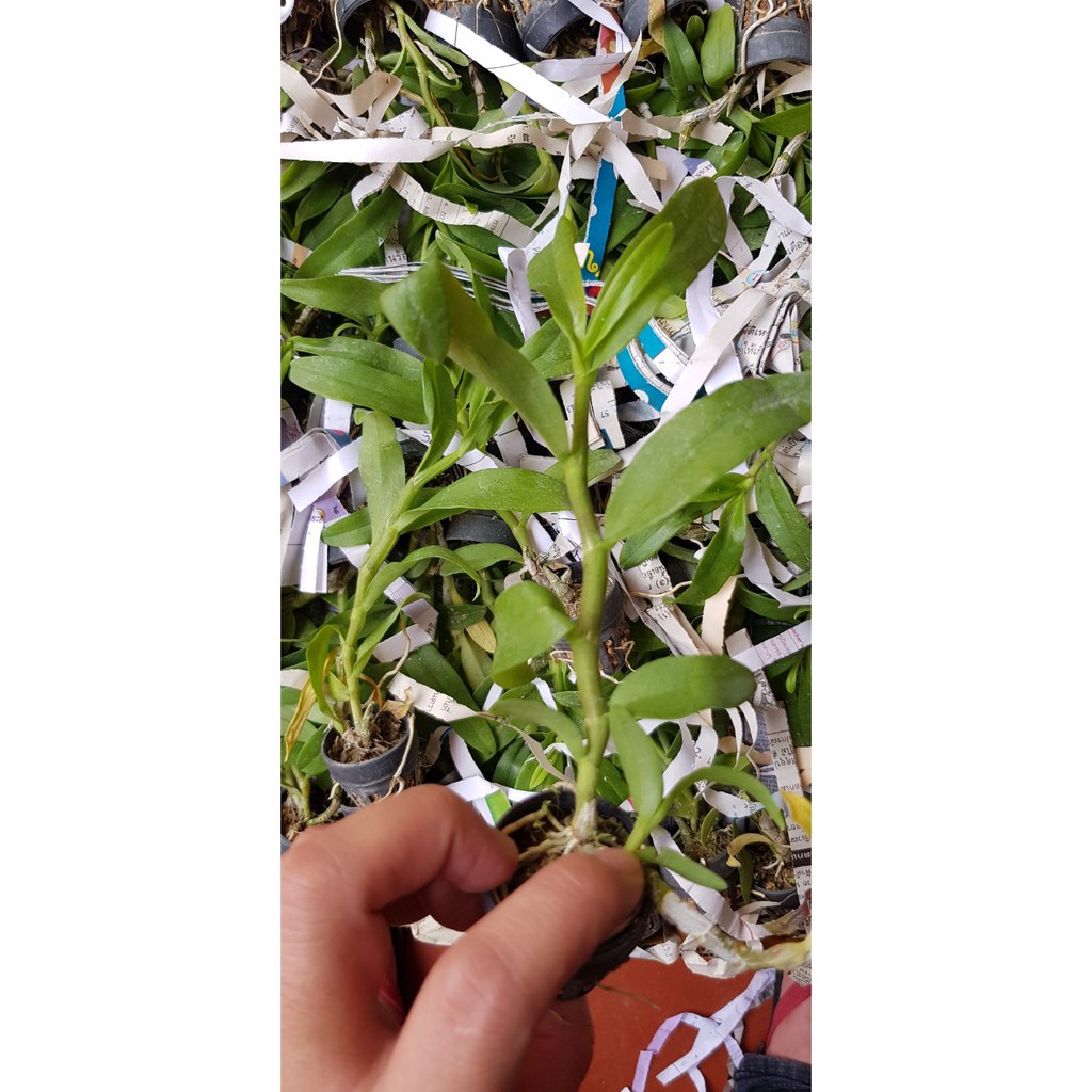 Phi điệp trắng thái hang gieo hạt