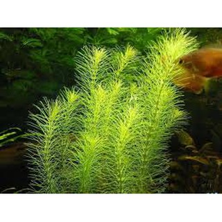 Cây thủy sinh LUÂN THẢO XANH lá nước