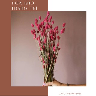 🌹FREESHIP🌹Hoa Phalaris Khô trang trí phòng ngủ, bàn học. bàn làm việc cực xinh