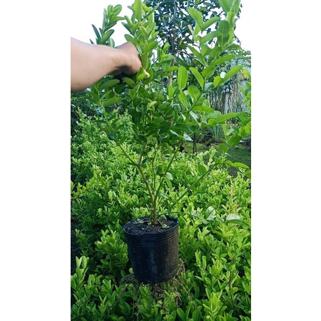 Cây siro lớn chuẩn giống 100%