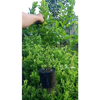 Cây siro lớn chuẩn giống , cây trồng làm cảnh bonsai rất đẹp