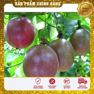 HẠT GIỐNG CHANH DÂY TÍM
