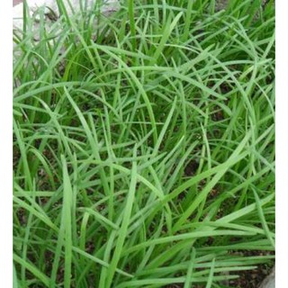 Hạt Giống rau ăn Lá Hẹ Ta { 2gram/gói }