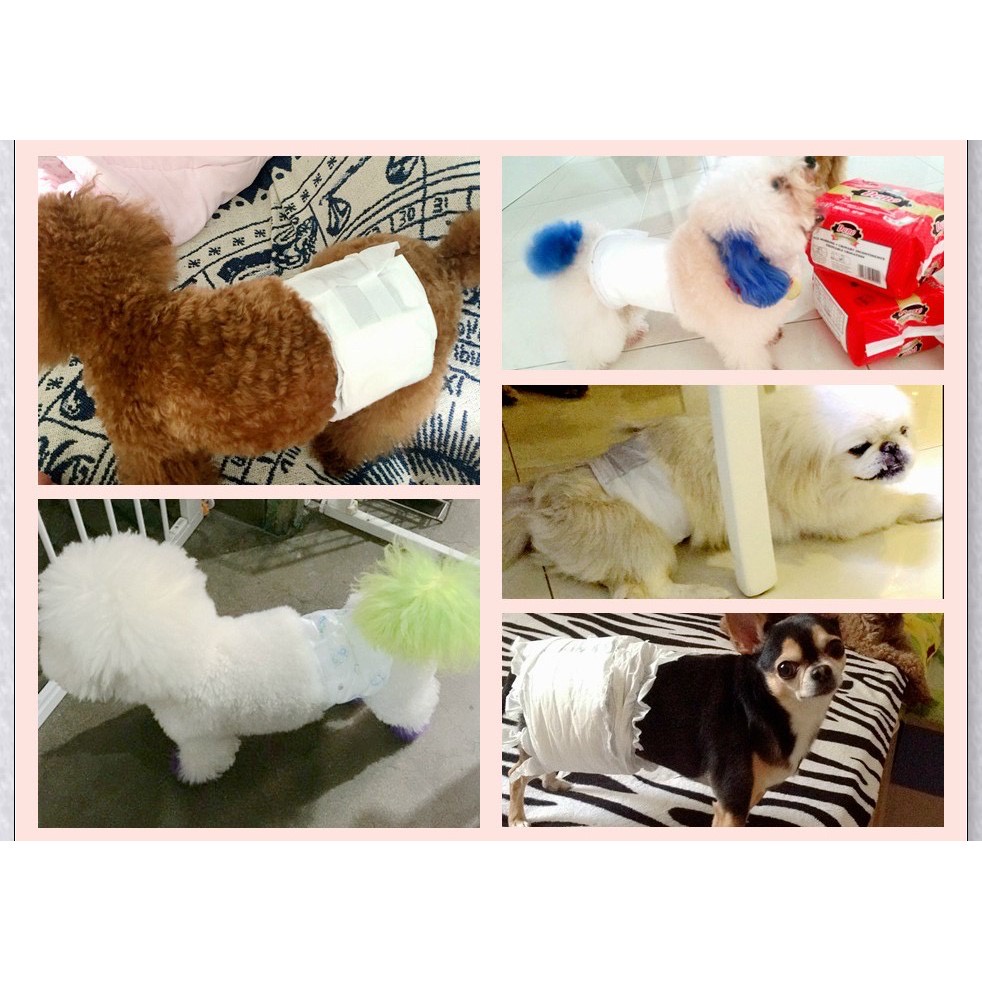 [ LẺ 1 MIÊNGS] TÃ CHÓ ĐỰC - TÃ QUẤN BỤNG DÀNH CHO CHÓ ĐỰC - HILL PETSHOP