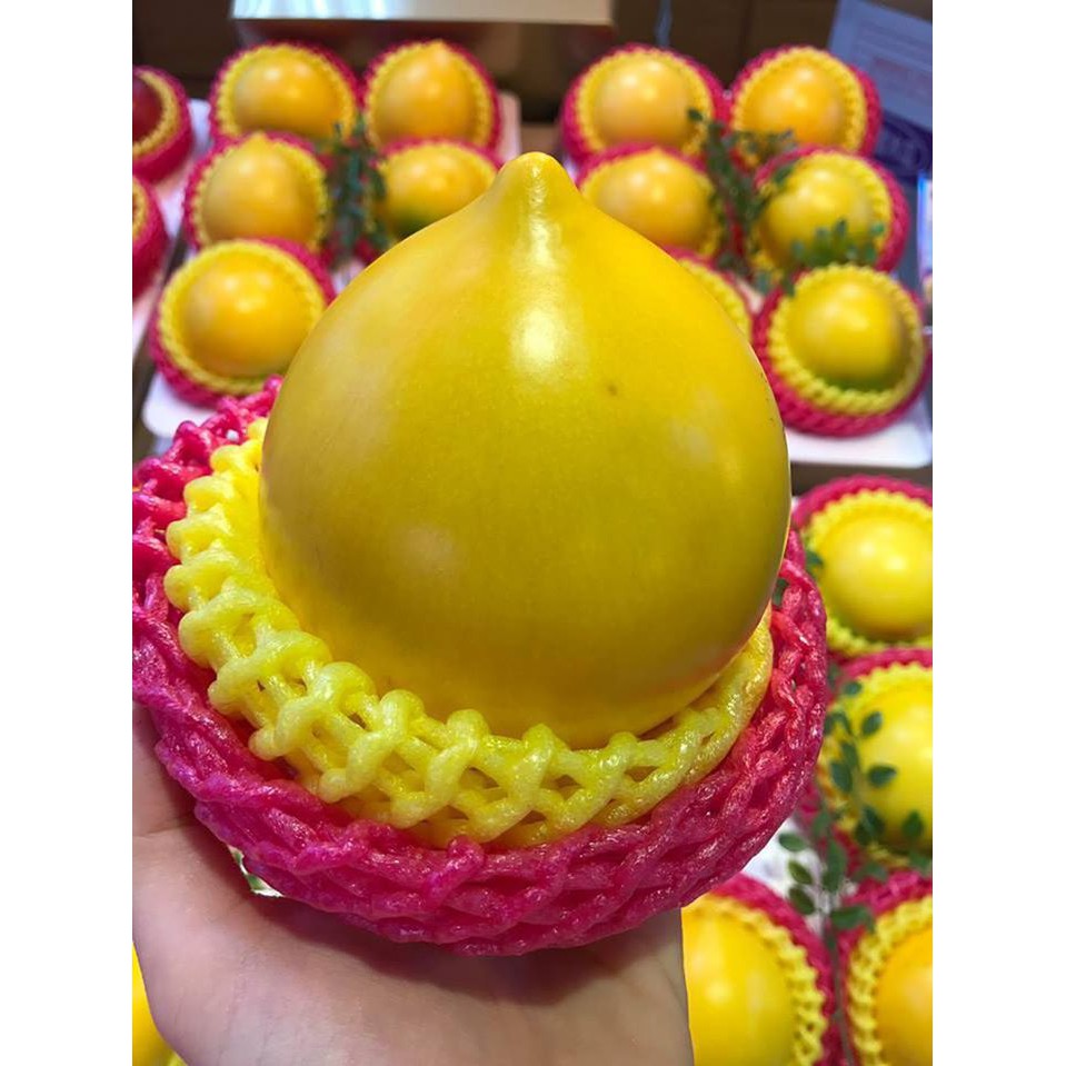 Cây Vú Sữa Hoàng Kim