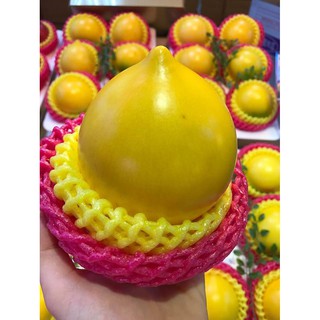 Cây Vú Sữa Hoàng Kim