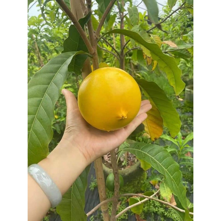 Cây Giống Vú Sữa Hoàng Kim