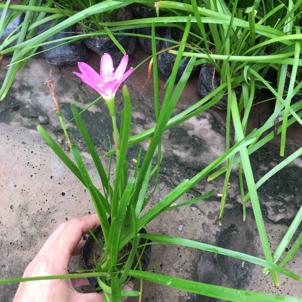 Cây Hoa Tóc Tiên  Trồng Sẵn,Dễ Chăm,Dễ Sống