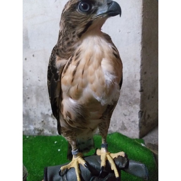 Dây chân chim săn đan thủ công