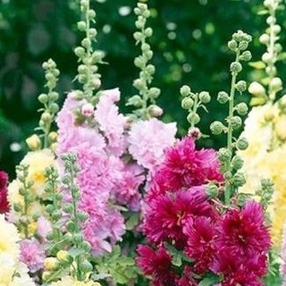 40h Hạt Giống Hoa Mãn Đình Hồng Kép Mix Kép luckyseed hạt siêu rẻ