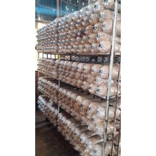 Phôi nấm bào ngư Cám/đen, Hoàn Kim Đà Lạt, trồng nấm sạch tại nhà, #Son Store (100% hữu cơ)