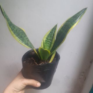 Cây lưỡi hổ Thái