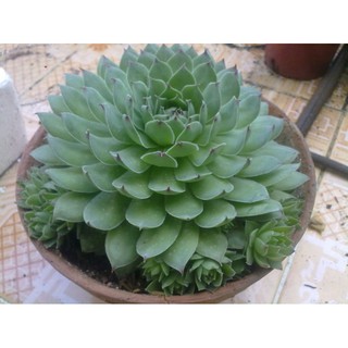 Hạt Giống Hoa Sen Đá 20 Hạt