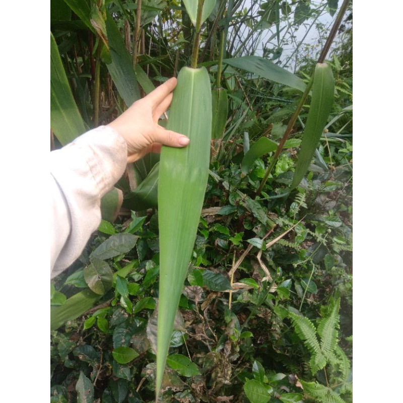 Lá chít gói bánh 300 lá