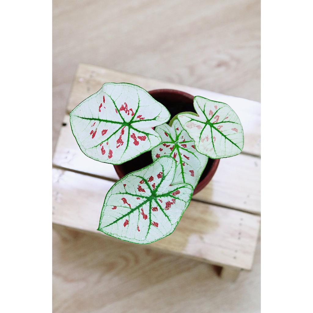 Chậu cây Caladium Strawberry Star - Môn Kem Dâu Tây hàng thuần khí hậu Việt Nam