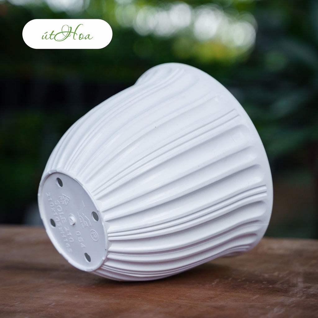 Chậu để bàn Sole mẫu đẹp mới nhất trồng cây cảnh hoa kiểng