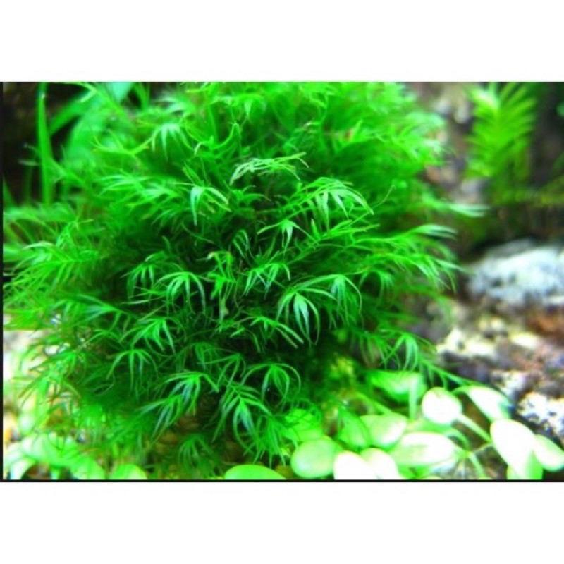 Rêu US Fiss - Phoenix Moss (vỉ 9x9cm) | Rêu Thủy Sinh, Trang Trí Bể