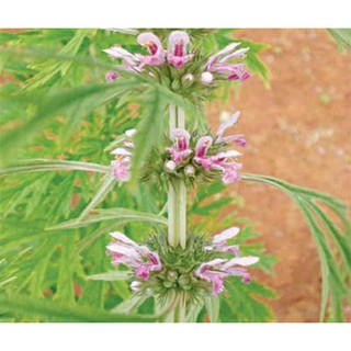 HẠT GIỐNG CÂY ÍCH MẪU 100gr - Rau củ quả trồng tại vườn, sân thượng, nông trang, ban công