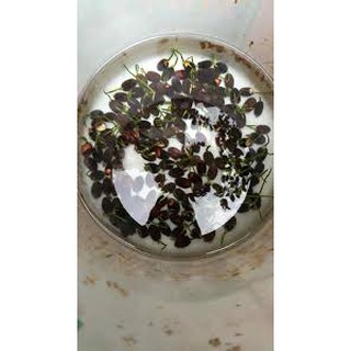 10 hạt giống sen mini Nhật (nhiều màu)