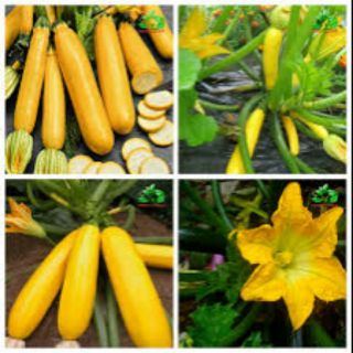 Gói 15 hạt giống bí ngòi vàng