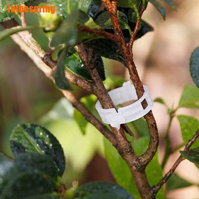 Bộ 50 Cành Cà Chua