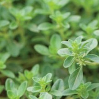 100h Hạt Giống Cỏ Xạ Hương luckyseed hạt siêu rẻ