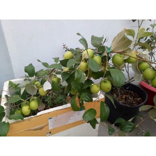 1 gói men tiêu hoá 100g Bào Tử  Biolac Plus