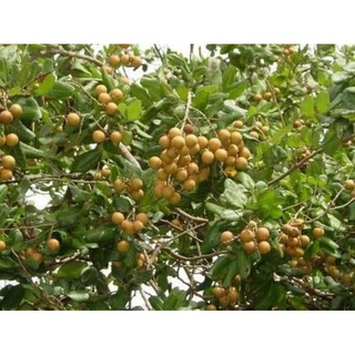 Cây giống nhãn tiêu da bò 7 tô