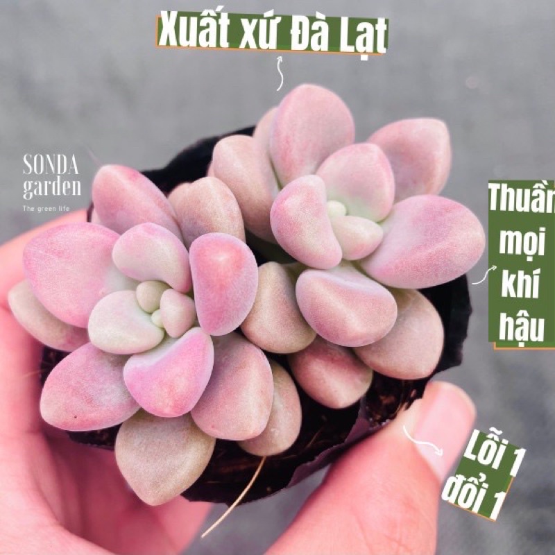 Lá mầm sen đá sỏi hường SONDA GARDEN  xuất xứ Đà Lạt khoẻ đẹp lỗi 1 đổi 1