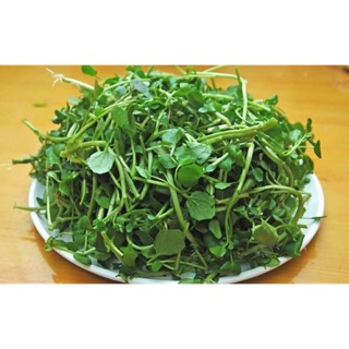 Hạt giống xà lách xoong