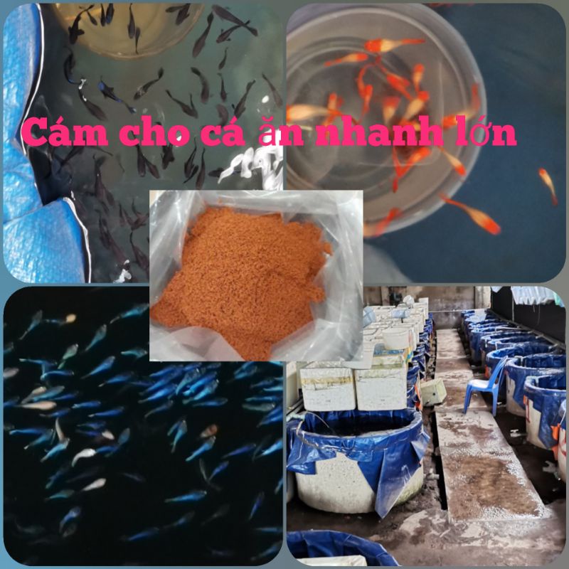 Mua 1 gói tặng 1 gói - Lá Bàng Khô cắt sợi.