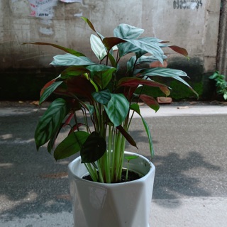 Chậu Đuôi Công Xanh Viền Tím
