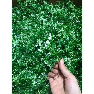 Cỏ điểm 🍀🍀🍀🍀🍀
