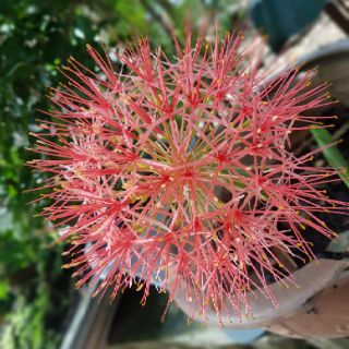Củ giống Hoa quốc khánh/Hồng tú cầu....