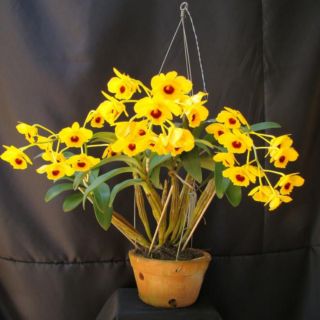 Phong lan sơn thủy tiên (STT)